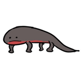 あかはらいもり