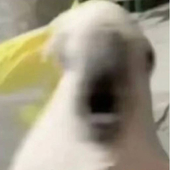 曇