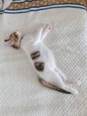 みぃ