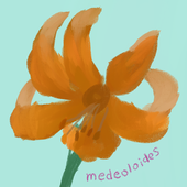 medeoloides/りりこ