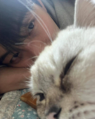 狗來狗去