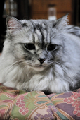 estel