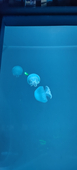海老天
