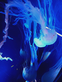 海月🥀💧