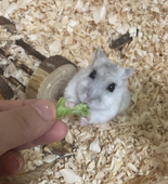 なち丸
