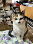 セノジ