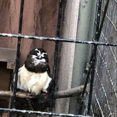 幸運の大ムカデ