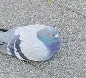 hato