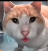 nekko nekko!