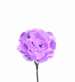 宝冠瑠璃