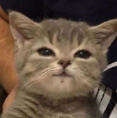 ꎃꇎꂚꇎ