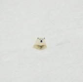Yukikuma