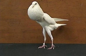 はと