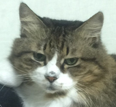 なへこ