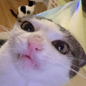 Meh cember