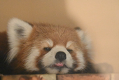 もやし