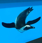 あらこあら
