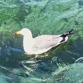 よし
