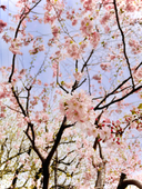 旧暦。【垢消え後】