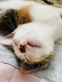 ナツ