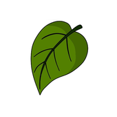 Leafy Boy