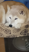 柴犬ミルク