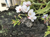 日向
