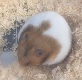 みたらし