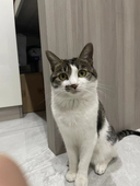 羊角长薯条