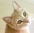 ぐぅたむ