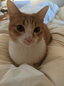 OU