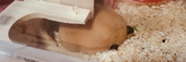 はまちゃ