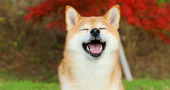 柴犬
