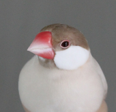 くすのきのき