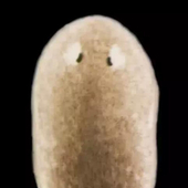 张游鱼