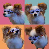 Fei_Sophy