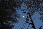 Sei
