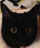 cunaja