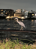 白鷺 来亞