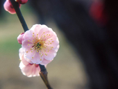 遥花