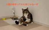 こはく