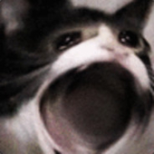 고체고양이(Solid_cat