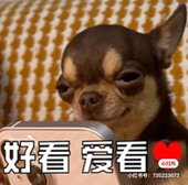 科科
