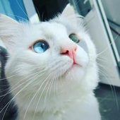 onenine_mory