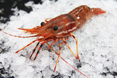 TheHolySkrimp