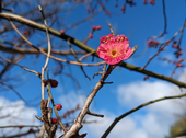 楓