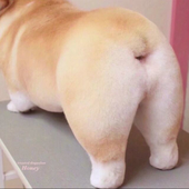 呃呃2333