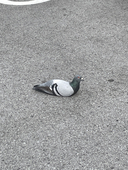やこ