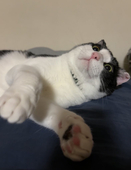 にゃむ