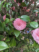 菅野アスカ